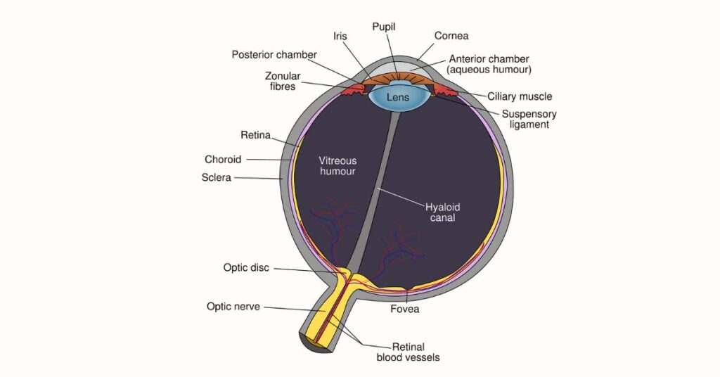 Nearsightedness Vs Farsightedness